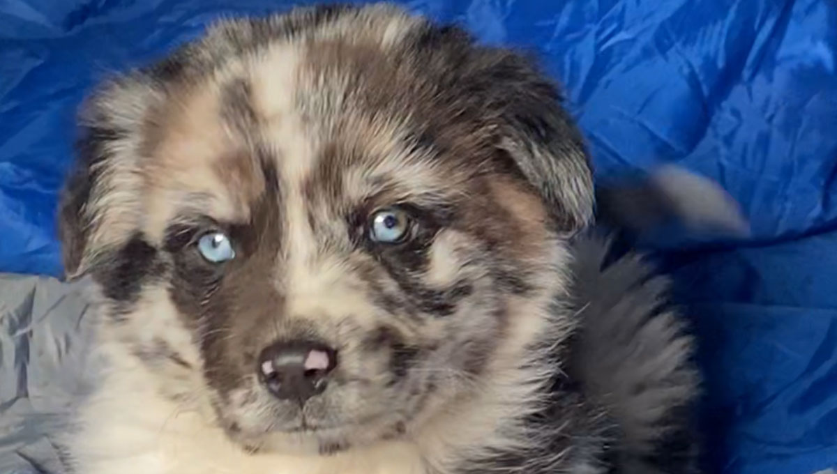 Abducting campers and making them work for free